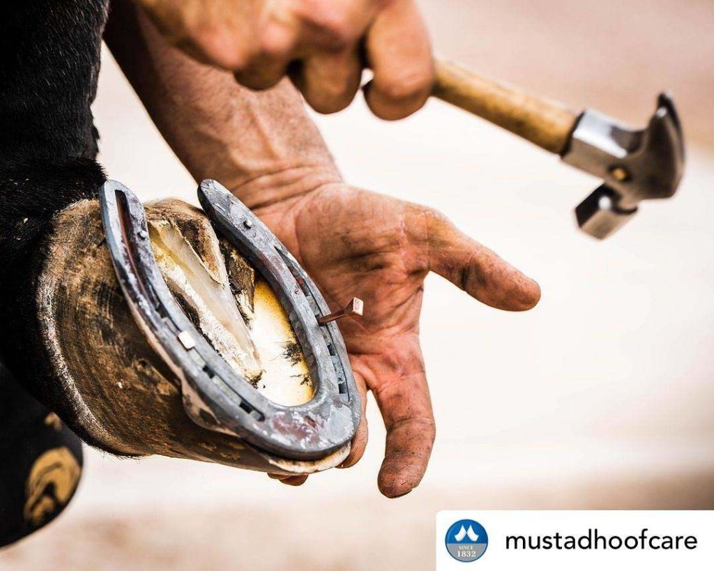 Mustad Brasil é líder no segmento de cuidados para cascos de cavalos