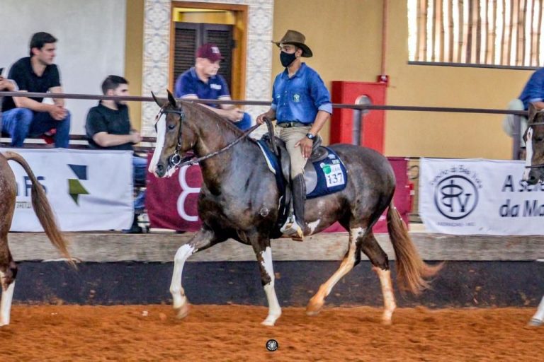 Abccrm Promove A Exposi O Nacional Do Cavalo Mangalarga