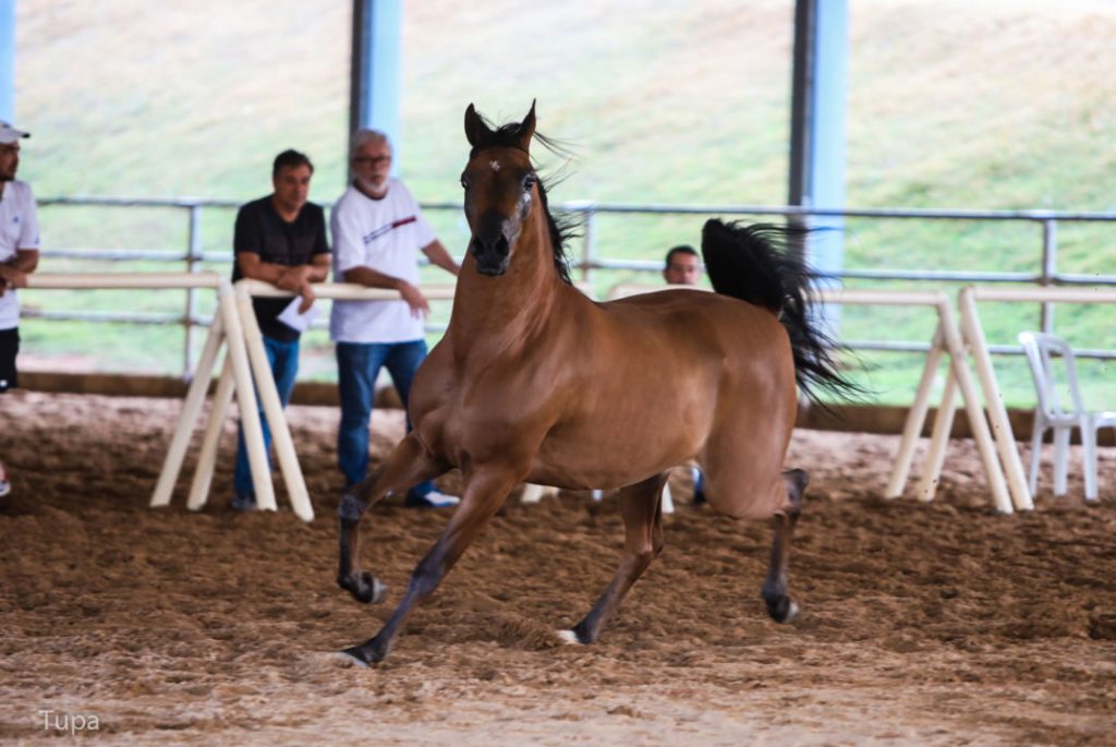 Cavalo Rabe Bras Lia Volta A Sediar Exposi O Da Ra A