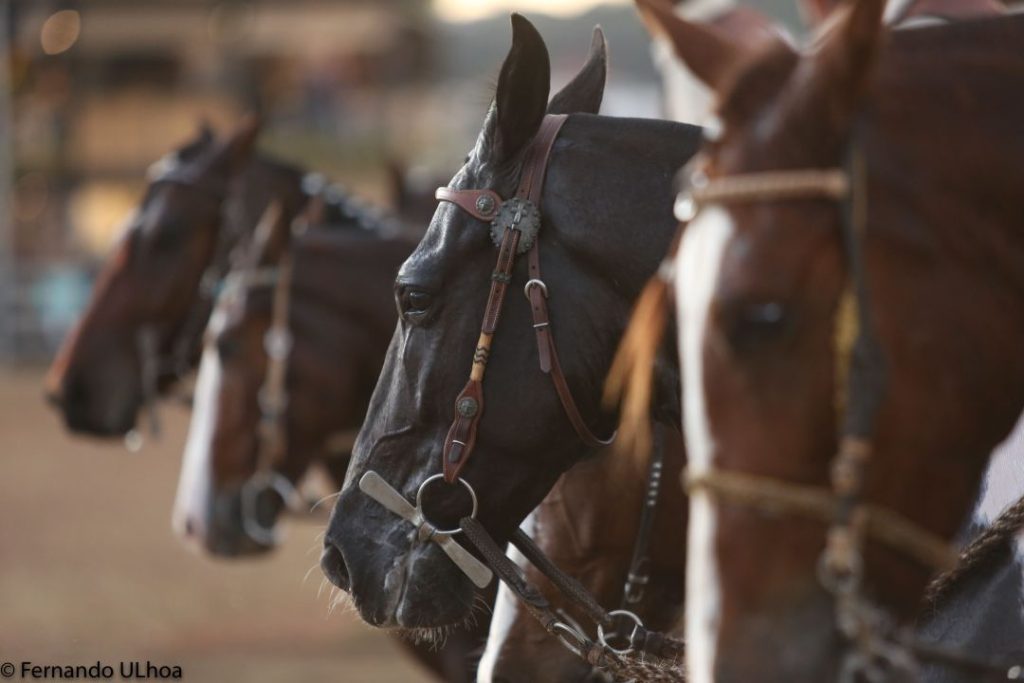 Nacional Do Cavalo Mangalarga Marchador Palco De Palestras Provas E