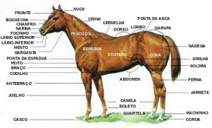 Características morfológicas da  raça quarto de Milha