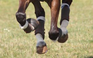 Rolo com o cavalo que mancava