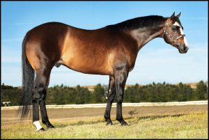 Estrutura e beleza de Apollo Chick Only!