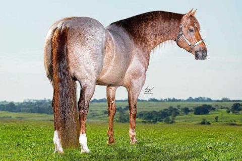 Yes Viagens é o caminho para Equitana