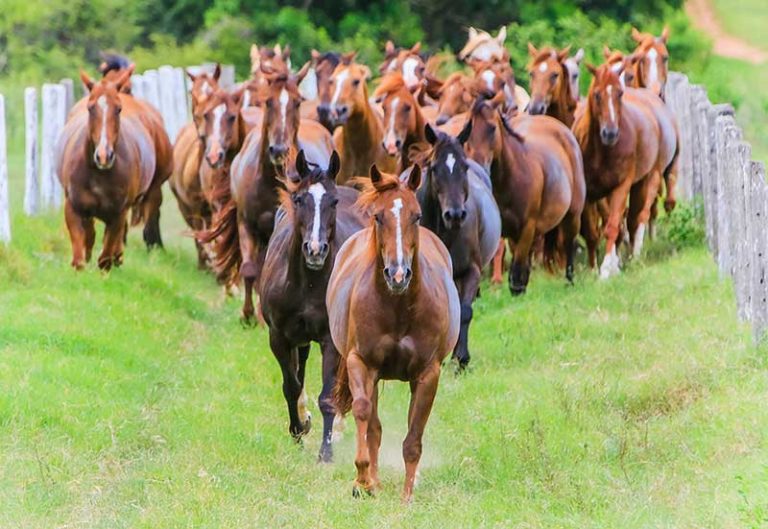 Os Cavalos Rurais