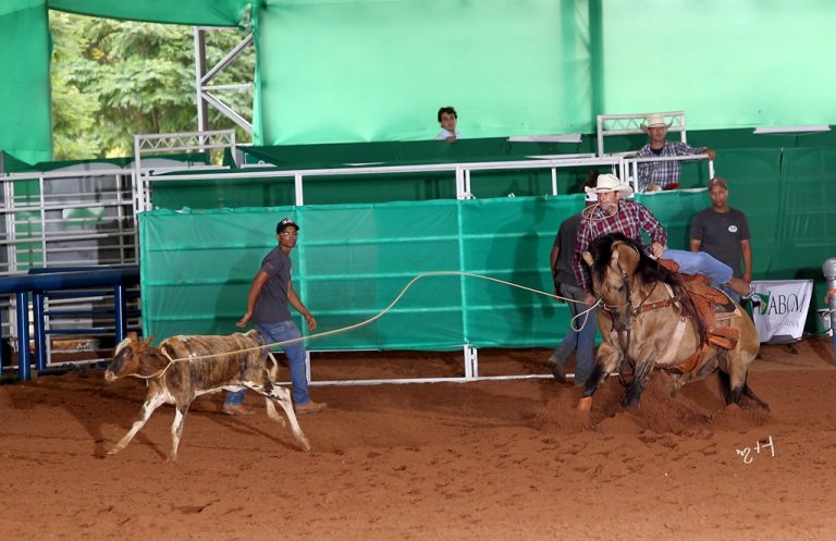 Pilgreen Dun It, produtor de campeões