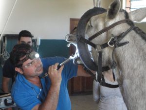 A importância do acompanhamento odontológico nos equinos