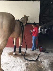 Criomassagem no cavalo atleta