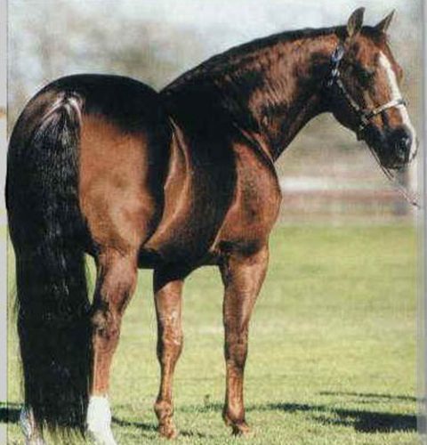 Select Sale Quarter Horse abre as vendas no Nacional da ABQM