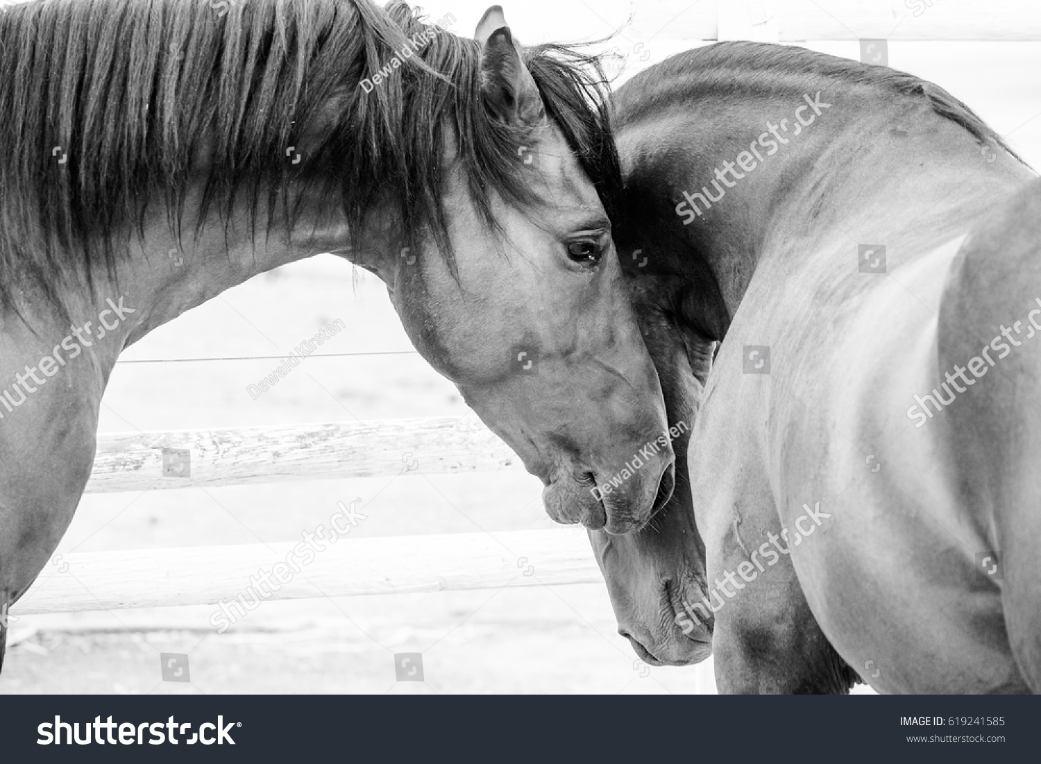 WV na Terra de Cowboy