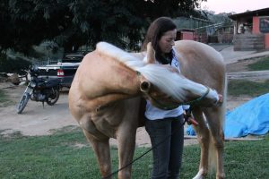 Alongamentos para equinos