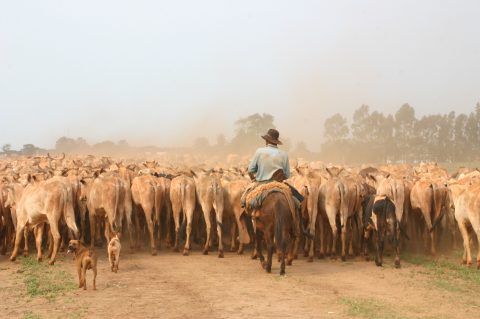 Goías mostra criação no Leilão Horse Show