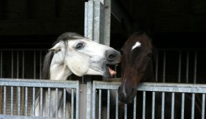 As Vozes Dos Cavalos