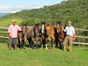 Cavalo Crioulo na nova novela das seis