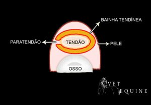 Tendinite em cavalos atletas