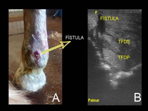 Virtual Haras Terra e Amigos oferta QM e Paint