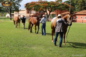 Liga Nacional do Cavalo de Conformação