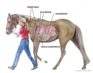 Úlcera Gástrica em Equinos