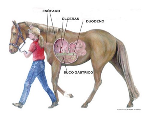 Úlcera Gástrica em Equinos