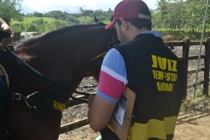 Juízes de Bem-Estar garantem segurança para animais em Vaquejada