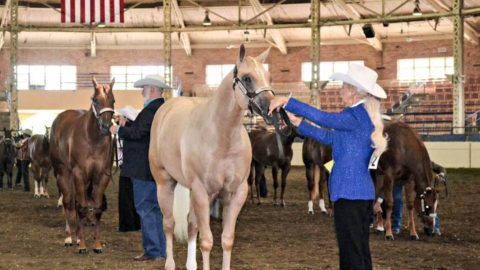 Paints dominaram prova de Associação Mundial durante o APHA World Show