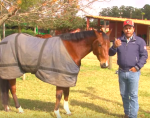 Cuidados com os cavalos no inverno