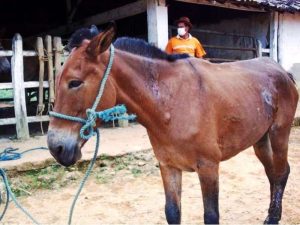 Santa Catarina em alerta com casos de Mormo