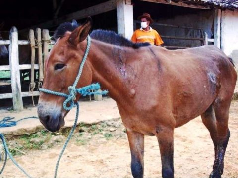 Santa Catarina em alerta com casos de Mormo