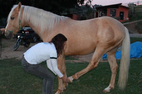 Terapias complementares: auxílio à performance do cavalo