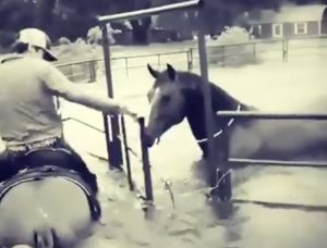 Furacão atinge o Texas e cavalos pedem ajuda!