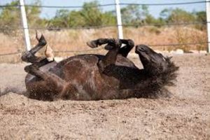 Meu Cavalo está com Cólica. O que preciso saber?