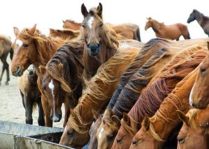 O que come seu cavalo?