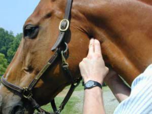 Hemiplegia Laringeana em Equínos