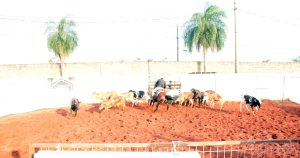 Acrissul recebeu etapa do campeonato do Núcleo Sulmatogrossense