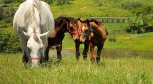 14 lições sobre manejo de cavalos