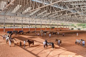 Cavalo Crioulo participa de evento especial no Rio de Janeiro