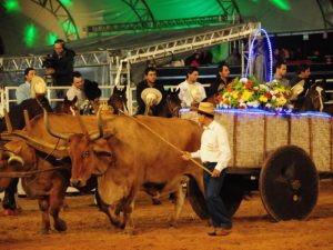 Rédeas e Western Pleasure juntas no Núcleo Anhanguera