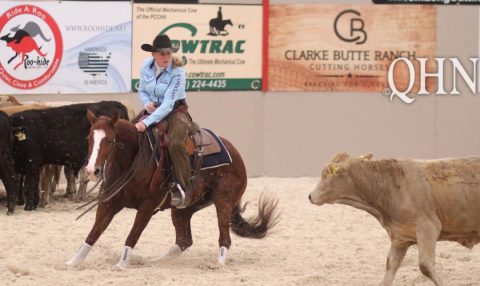 Haras ST inova e venderá somente quatro animais