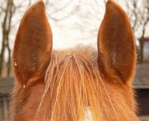 A Audição dos Cavalos