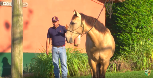 Como se aproximar do cavalo amarrado