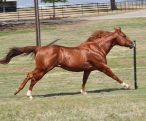 O motor do cavalo