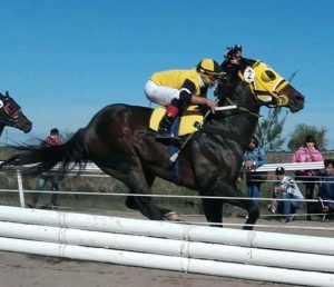 Cavalo brasileiro fazendo sucesso nas pistas de corrida na Argentina