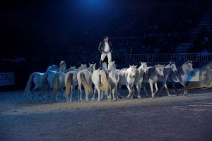 Fieracavalli é obrigatória no roteiro de qualquer apaixonado por cavalos