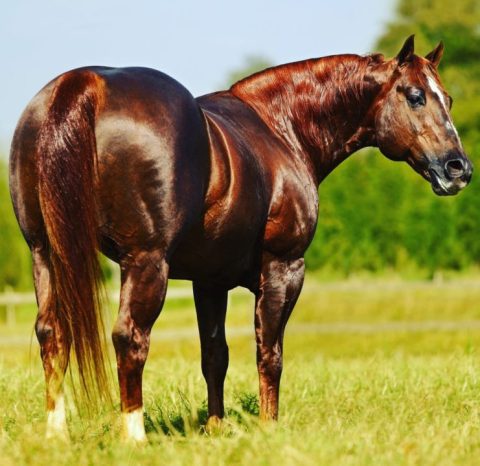 Pop Superhorse é o reprodutor de Laço mais premiado de 2017