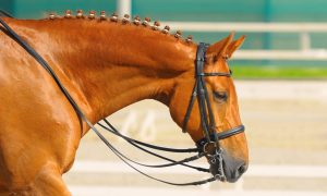 A articulação do cavalo atleta