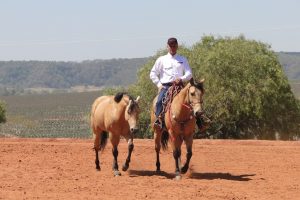 O treinamento de um cavalo pronto para competição com Vagner Simionato