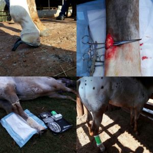 O Uso da Tenotomia para Correção de Contratura Tendínea Traumática em Equinos