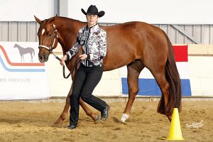 LINCC insere a partir de hoje prova de Showmanship em seu campeonato