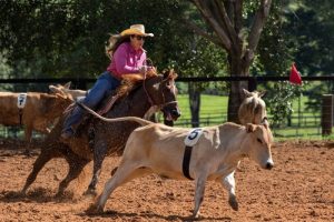 Liga Leste Paulista de Team Penning segue para reta final do campeonato