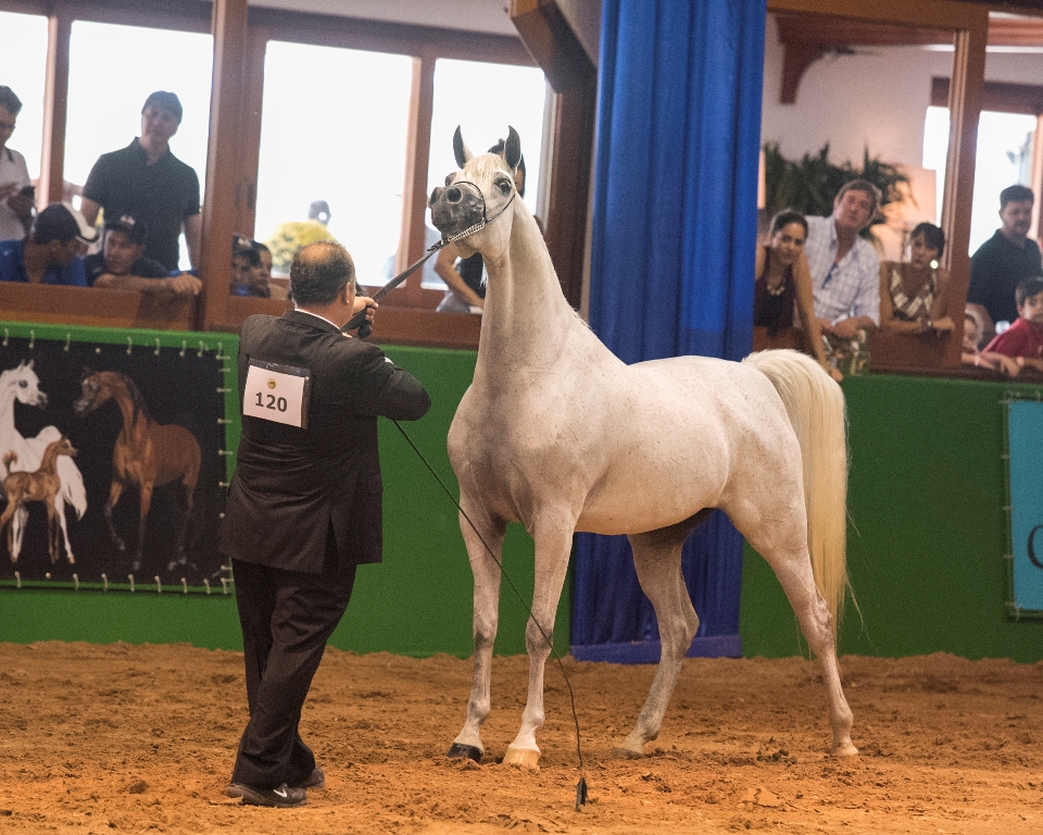 Os melhores cavalos árabes do país apresentaram todo seu potencial